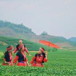 3 reasons why Moc Chau is a travel option near Hanoi